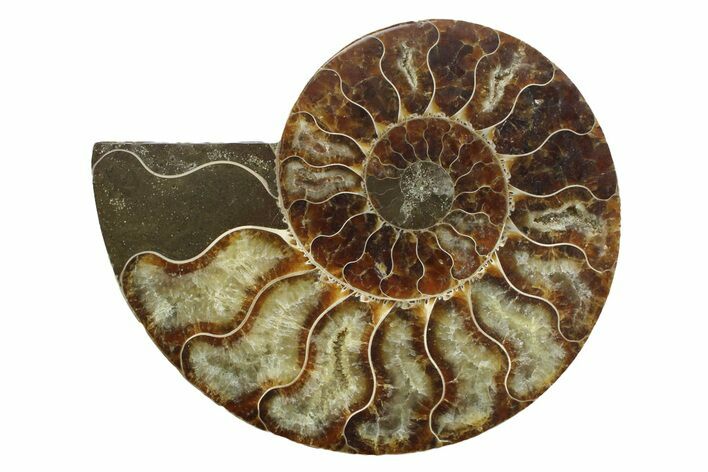 Cut & Polished Ammonite Fossil (Half) - Madagascar #354135